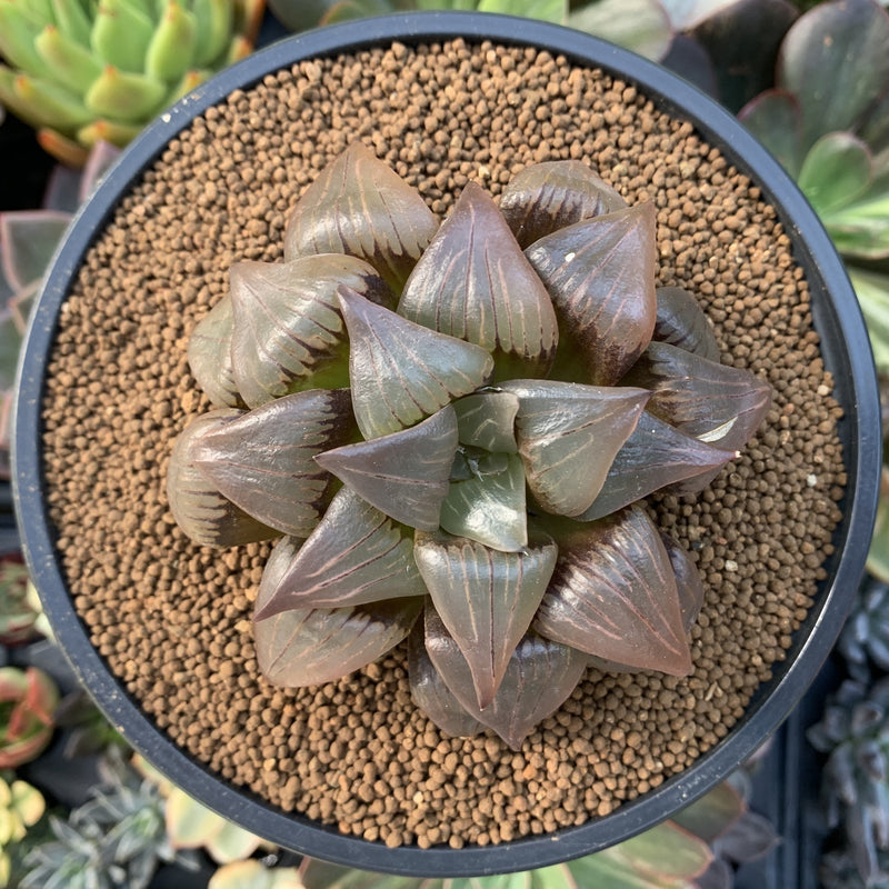 Haworthia 'Atropuska' 3"-4" Succulent Plant