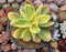 Echeveria 'Golden Glow' Variegated 5" Succulent Plant