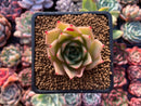 Echeveria Agavoides 'Hongja' 2"-3" Succulent Plant