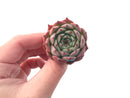 Echeveria 'Morikone' 1" Succulent Plant