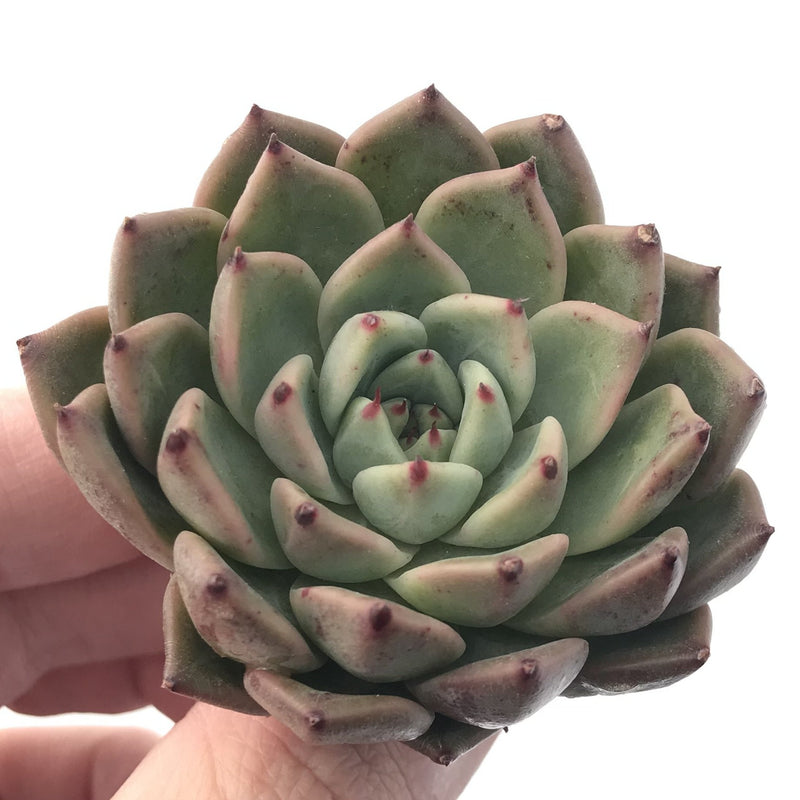 Echeveria 'Ebony' X 'Zaragoza' 2"-3" Succulent Plant