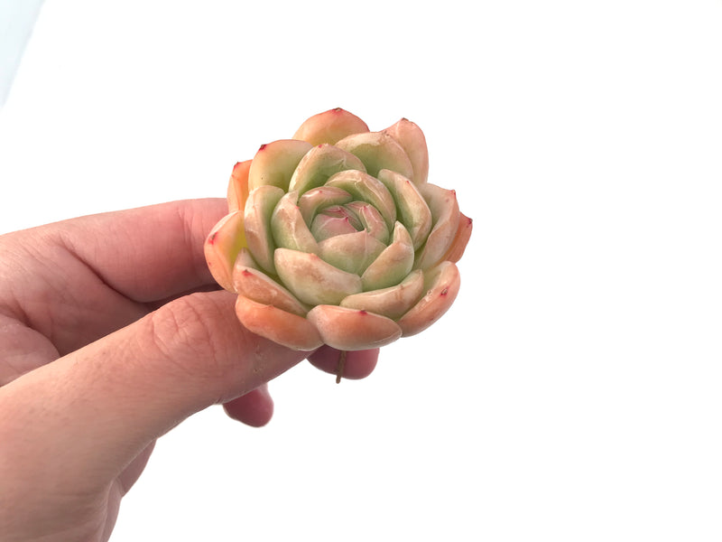 Echeveria 'Rasberry Ice' 2" Succulent Plant