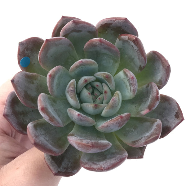 Echeveria 'Starmark' 3"-4" Powdery Succulent Plant