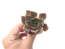 Echeveria Agavoides 'Charbonnier' New Hybrid 2"-3" Succulent Plant