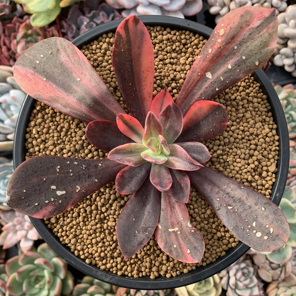 Echeveria 'Hanaikada' Variegated 5" Succulent Plant