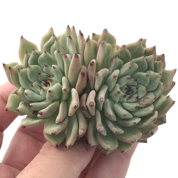 Echeveria 'Zaragosa' Cluster 3" Succulent Plant