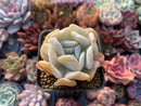 Echeveria 'Exotic' 1” Powdery Succulent Plant