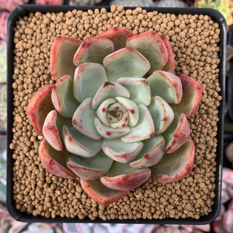 Echeveria 'Strictiflora Nova' Hybrid 4" Succulent Plant