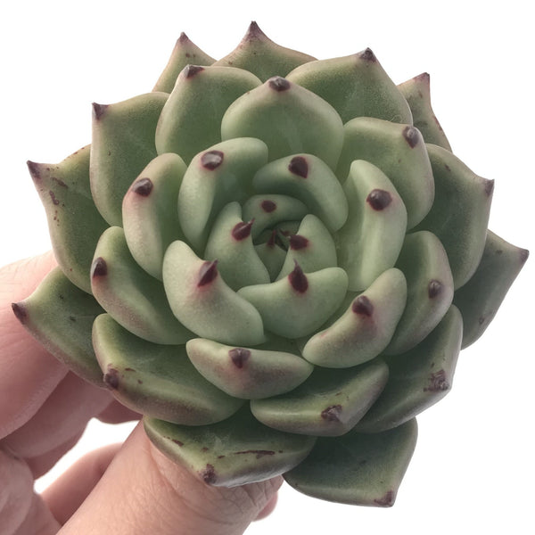 Echeveria Agavoides 'Black Cat' New Hybrid 5" Succulent Plant