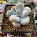 Pachyphytum 'Oviferum' sp. 2 " Large Succulent Plant