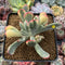 Cotyledon 'Orbiculata' Variegated 4" Succulent Plant