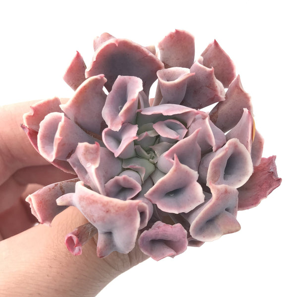 Echeveria ‘Trumpet Pinky’ 2” Rare Succulent Plant