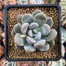 Pachyphytum 'Mureleri' 3" New Hybrid Powdery Succulent Plant