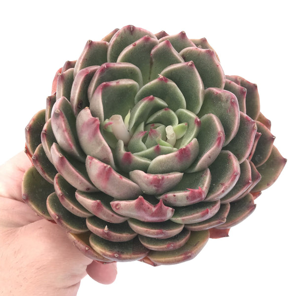 Echeveria Agavoides 'Rudolph’ Large 5” Rare Succulent Plant