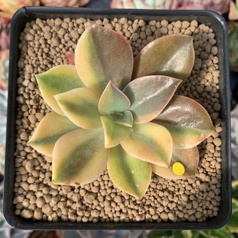 Graptoveria 'Fred Ives' Variegated 3" Succulent Plant