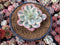 Echeveria 'Secunda' Variegated 4” Rare Succulent Plant