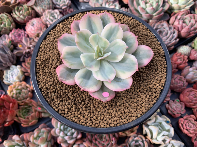 Echeveria 'Secunda' Variegated 4” Rare Succulent Plant