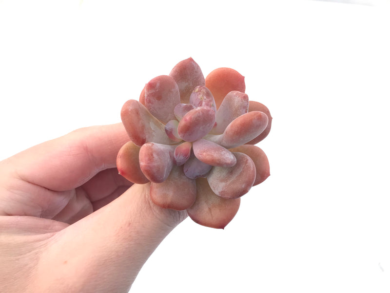 Echeveria 'Cinderella' 2" Succulent Plant