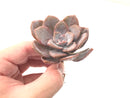 Echeveria 'Missing You' 3" Succulent Plant