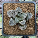 Haworthia 'Mordor' 2" Succulent Plant