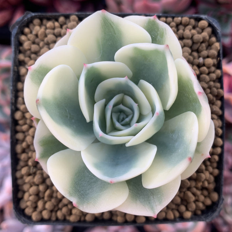 Echeveria 'Compton Carousel' 2" Succulent Plant