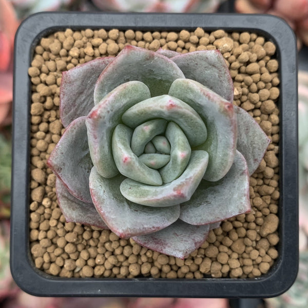 Echeveria 'German Champaign' 2" Succulent Plant