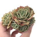 Echeveria 'Fun Queen' Cluster 5" Succulent Plant