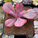 Echeveria 'Angel Wing' 2" Variegated Succulent Plant