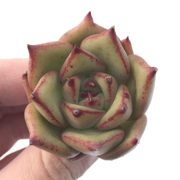 Echeveria Agavoides 'Ebony' Hybrid 2" Succulent Plant