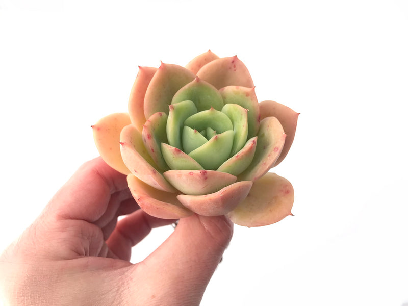 Echeveria 'Lemon Tree' 4" Succulent Plant