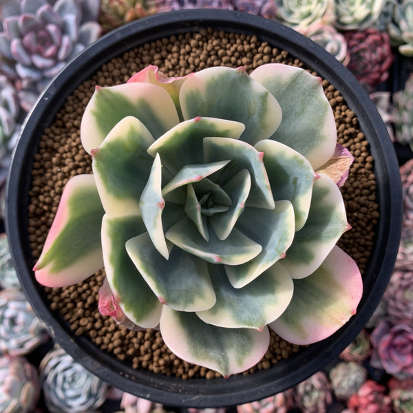 Echeveria 'Secunda' Variegated 4" Succulent Plant