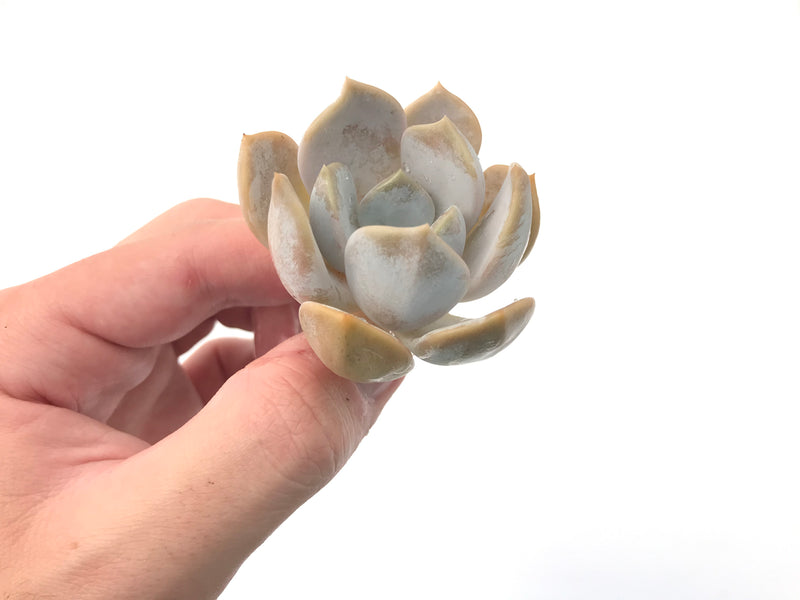 Echeveria 'Tiramisu' 2"-3" Succulent Plant