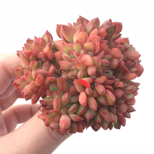 Echeveria ‘Memory’ Crested 3” Rare Succulent Plant