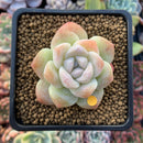 Echeveria 'Icy Green' 1" Succulent Plant