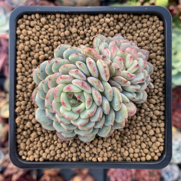 Echeveria 'White Farm' Double Head 3" Succulent Plant