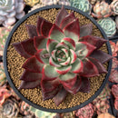 Echeveria Agavoides 'New Year' 5"-6" Succulent Plant