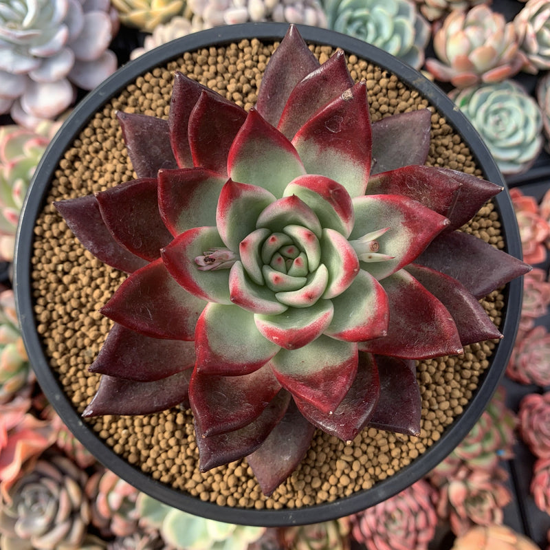 Echeveria Agavoides 'New Year' 5"-6" Succulent Plant