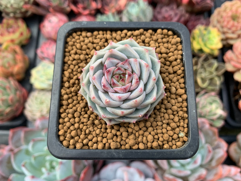 Echeveria 'Red Velvet' 1" Succulent Plant