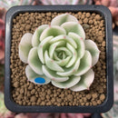 Echeveria 'Compton Carousel' Variegated 2" Small Succulent Plant