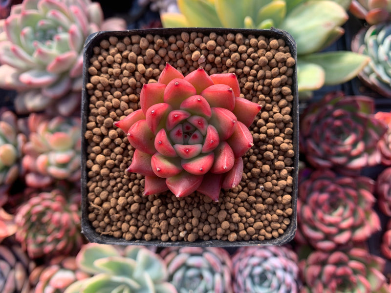 Echeveria Agavoides 'Almond' New Hybrid 1" Succulent Plant