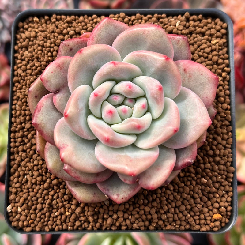 Echeveria 'Ariel' 2"-3" Succulent Plant