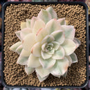 Echeveria 'Anna' Variegated 3"-4" Rare Succulent Plant