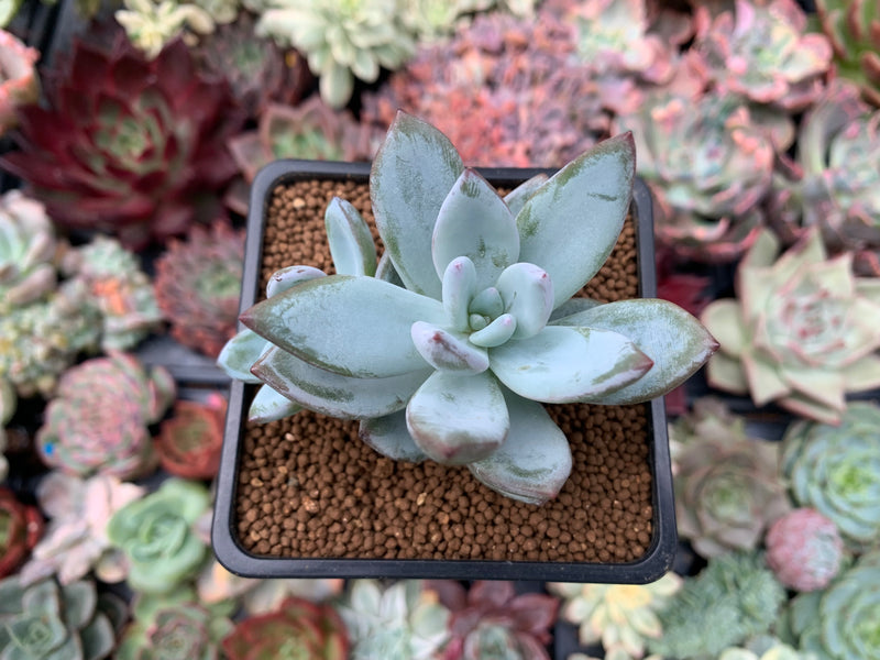 Pachyveria 'Crystal Ice' 2"-3" Succulent Plant