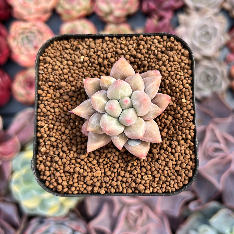 Pachyphytum 'Angels Finger' 1" Succulent Plant