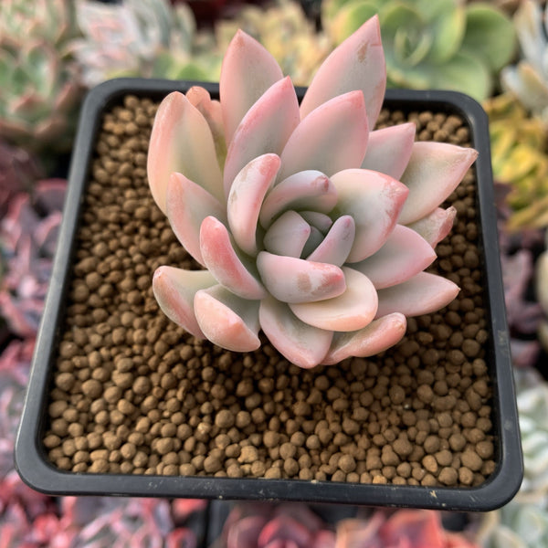 Pachyveria 'Simonasa' Variegated 3" Powdery Succulent Plant