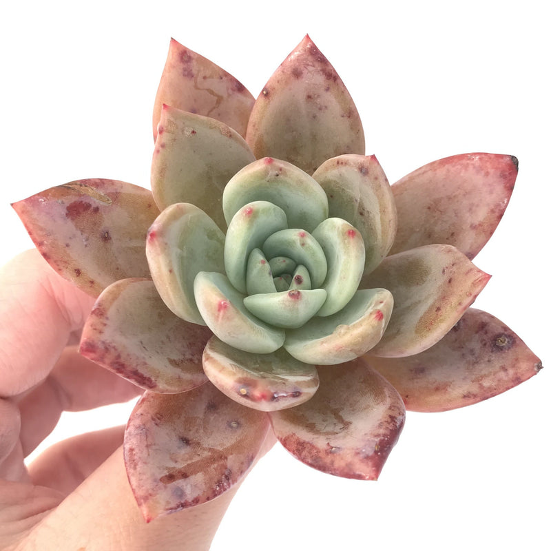 Echeveria Agavoides 'Baekya' 3"-4" Succulent Plant