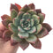 Echeveria 'Colorata Brandtii' 4" Succulent Plant