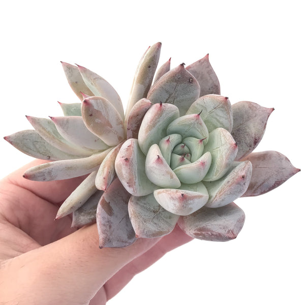 Echeveria 'Colorata' 3" Cluster Powdery Succulent Plant