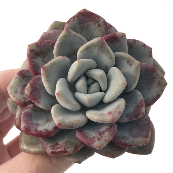 Echeveria 'Amore' 2"-3" Succulent Plant