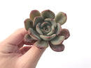 Echeveria 'Maroon Peak' 2" Succulent Plant